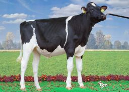 Highlights December 2023 proofs- Type Sires