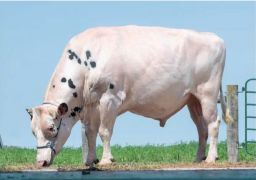 MITCHELL feature in Holstein International